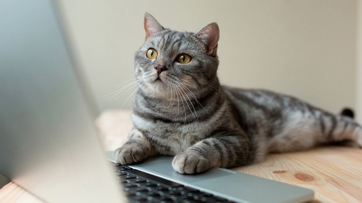 Cursos de inglés gratis: Aprovecha la oferta de la UNAM