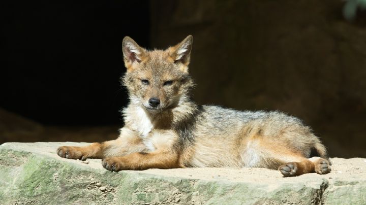 Con carnadas, combaten la rabia en sur de Texas