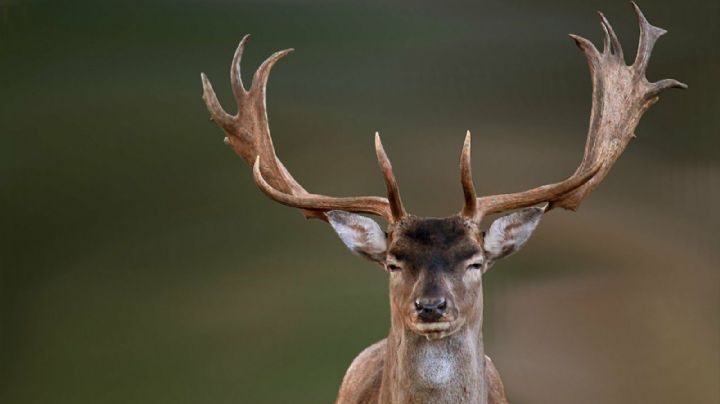 IMAGENES FUERTES: Ciervo se defiende de su cazador y lo embiste; el hombre casi pierde el ojo