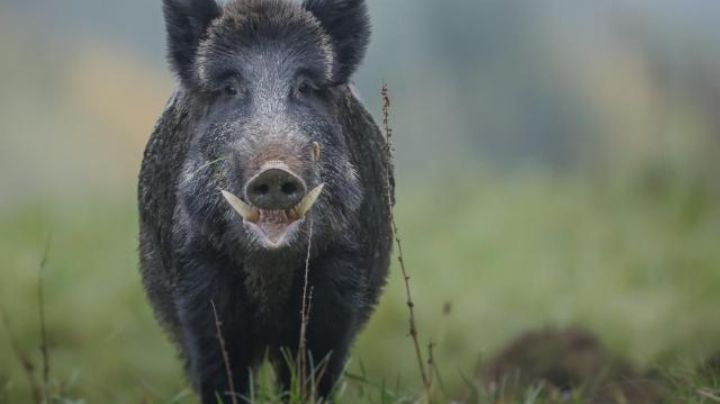 Reportan jabalí de gran tamaño suelto en la colonia ISSSTE de Nuevo Laredo