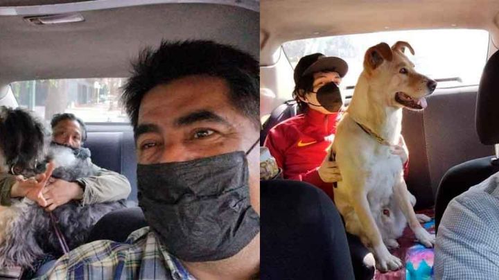 Taxi para lomitos: Taxista de Cdmx ofrece servicio exclusivo para mascotas y sus dueños.