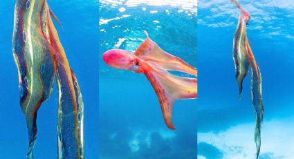 VIDEO VIRAL: Bióloga marina capta increíble encuentro con un pulpo manta