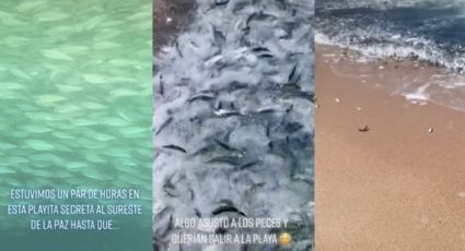 VIDEO: Captan extraño comportamiento de peces en Baja California Sur