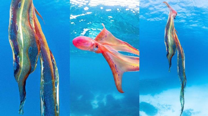 VIDEO VIRAL: Bióloga marina capta increíble encuentro con un pulpo manta