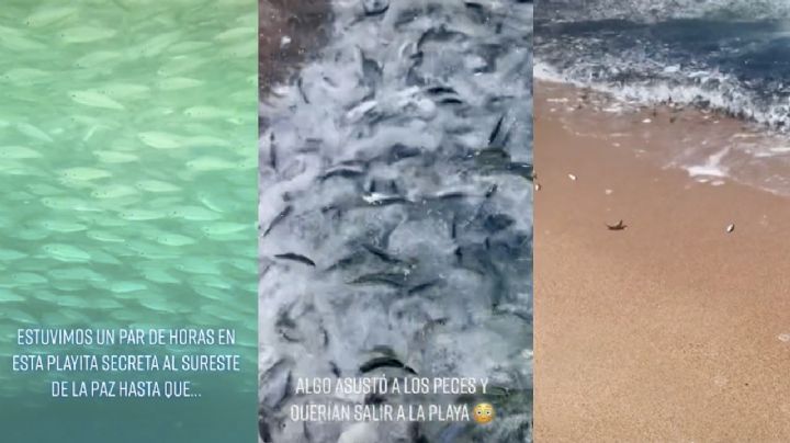 VIDEO: Captan extraño comportamiento de peces en Baja California Sur