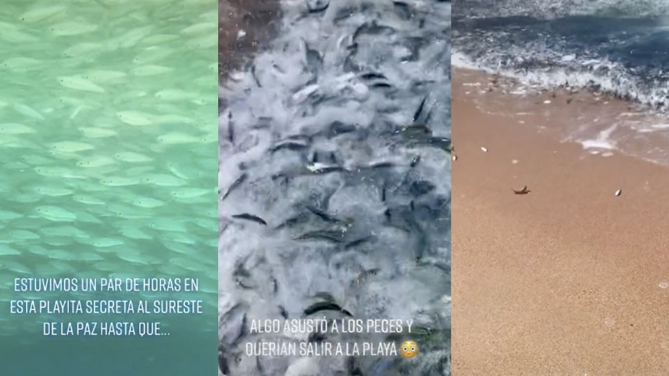 Algunos describieron la actividad extraña de los peces como un signo apocalíptico