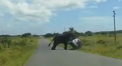 VIDEO: Elefante vuelca auto con familia en Sudáfrica