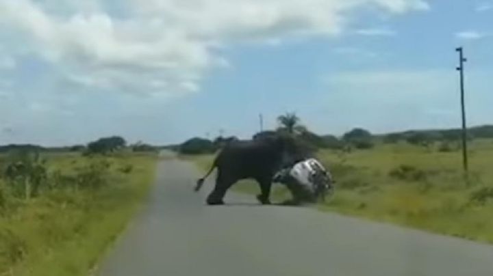 VIDEO: Elefante vuelca auto con familia en Sudáfrica