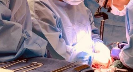Dos riñones de cerdo son trasplantados por primera vez a una persona