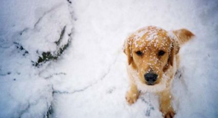 Primera tormenta invernal: Se registrarán lluvias y nevadas en estos Estados