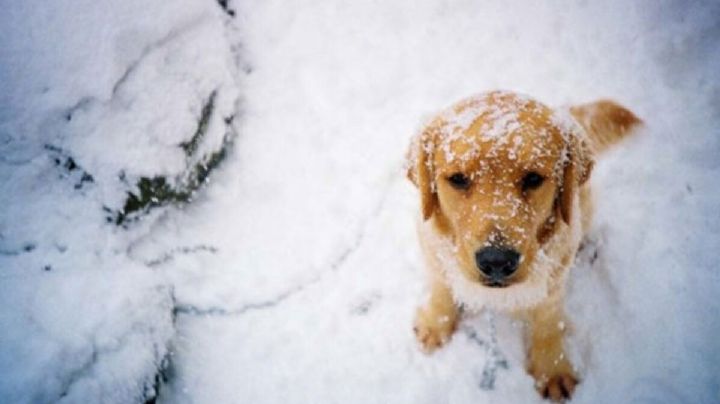 Perrito de la calle le salvó la vida a una niña que quedó bajo la tormenta de nieve