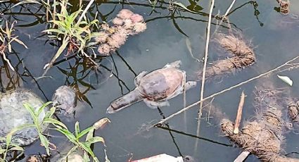 En India habitantes envenenan tortugas marinas para evitar que coman peces