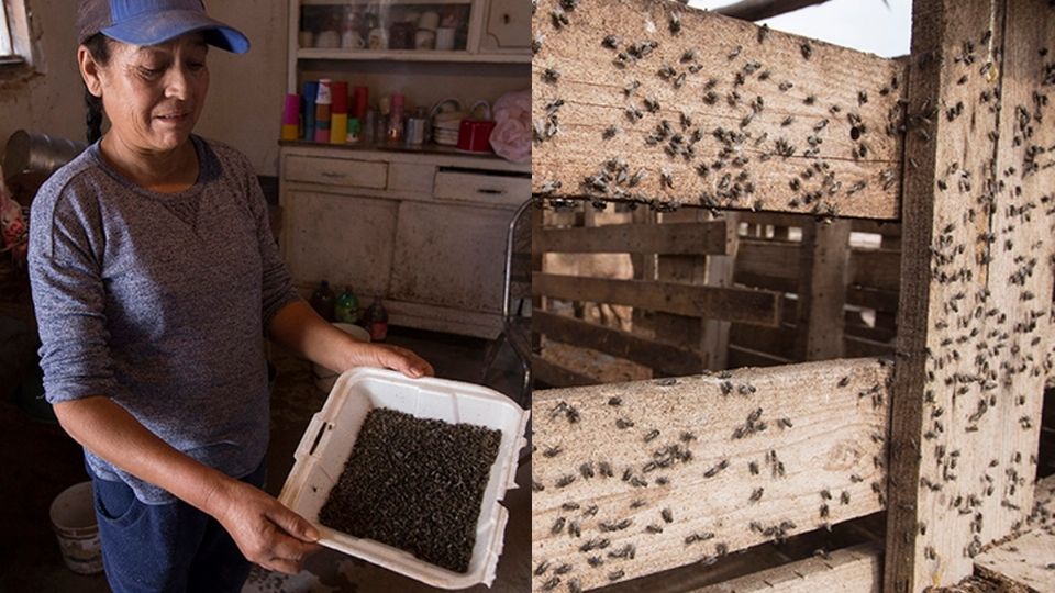 Cada día la empresa saca de la granja cerca de 200 toneladas de excretas que llevan a un predio ejidal de 20 hectáreas