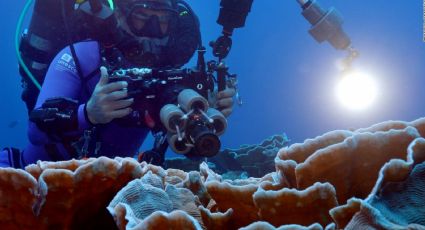 Belleza natural: Descubren arrecife gigante a más de 30 metros de profundidad