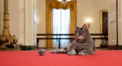 Conoce a Willow, la nueva mascota de la Casa Blanca