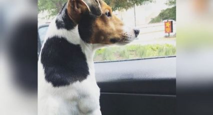 ¡Denuncia a VivaAerobus por perder a perrito Max y no quieren hacerse responsables!