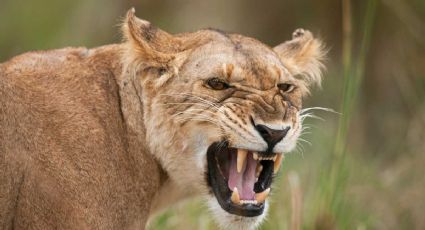 Leona despedazó al guardián del zoológico y escapa junto a su pareja