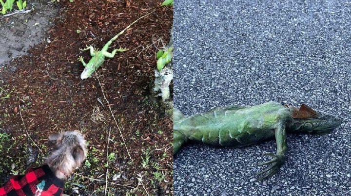 Por inusual frío Iguanas caen 'congeladas' de árboles en Florida
