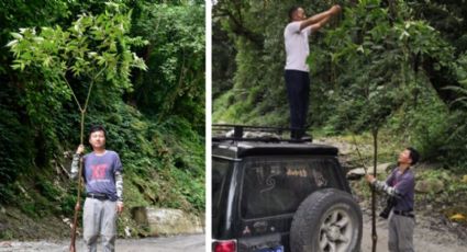 Increíble tamaño: Descubren la Begonia gigante más grande del mundo