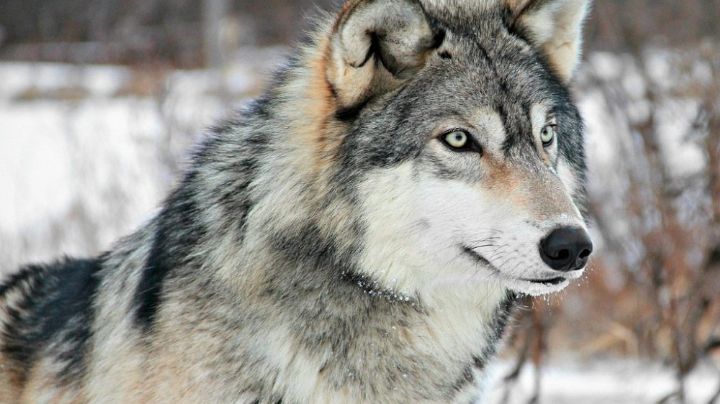 (Video) Lobo se escapa de su hábitat en zoológico; se quería comer a los antílopes
