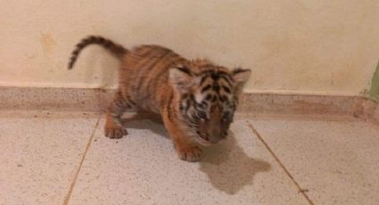 Un tigre de Bengala cachorro fue asegurado en el aeropuerto de Mérida