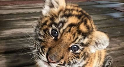 Incautan a cachorro de tigre que enviaron por paquetería; viajaba en una caja de madera. VIDEO