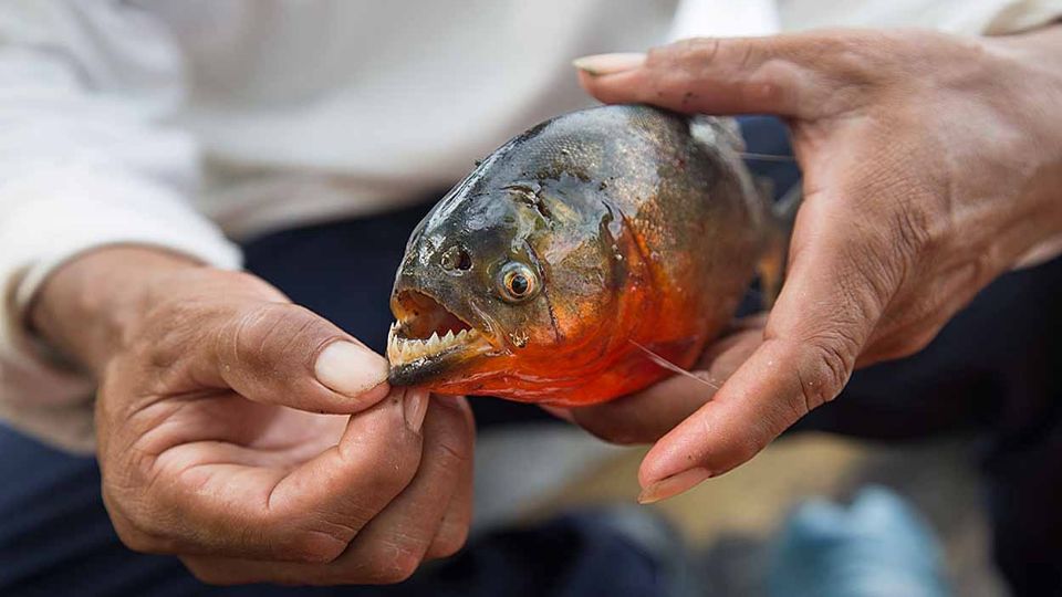 Más de 20 personas salieron con mordeduras