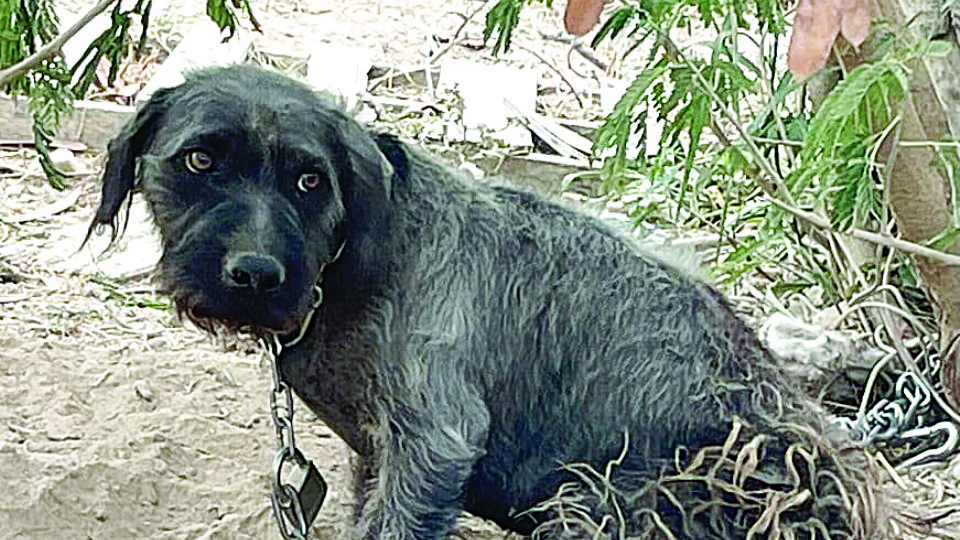 Esta mascota, un Terrier de 2 años, era maltratado por su dueño.