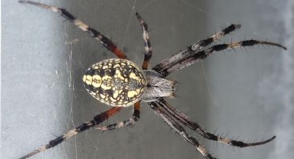 ¿Has visto esta araña en tu jardín? Te contamos si es venenosa