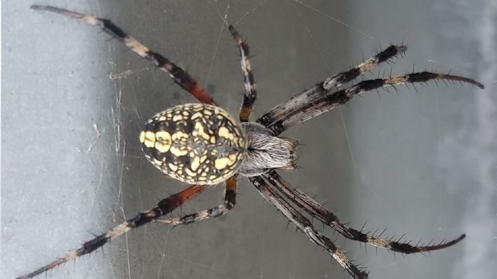 ¿Has visto esta araña en tu jardín? Te contamos si es venenosa