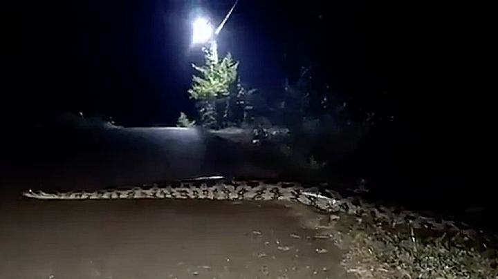 VIDEO | Reportan la presencia de boas gigantes en la región de la Huasteca