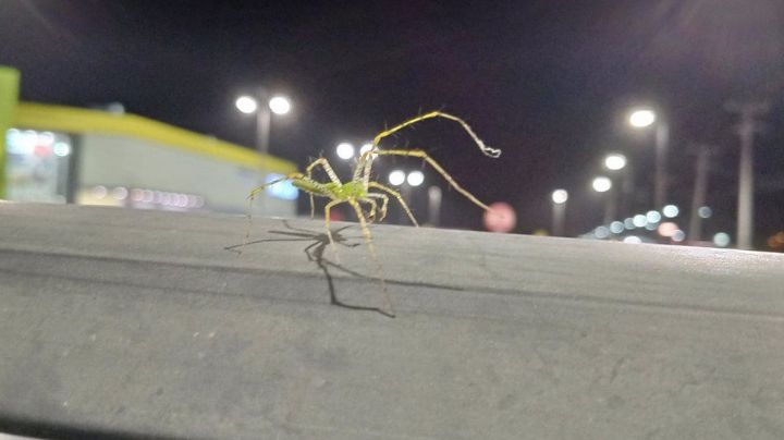 Aterradoras arañas son captadas en distintos lugares de Nuevo Laredo