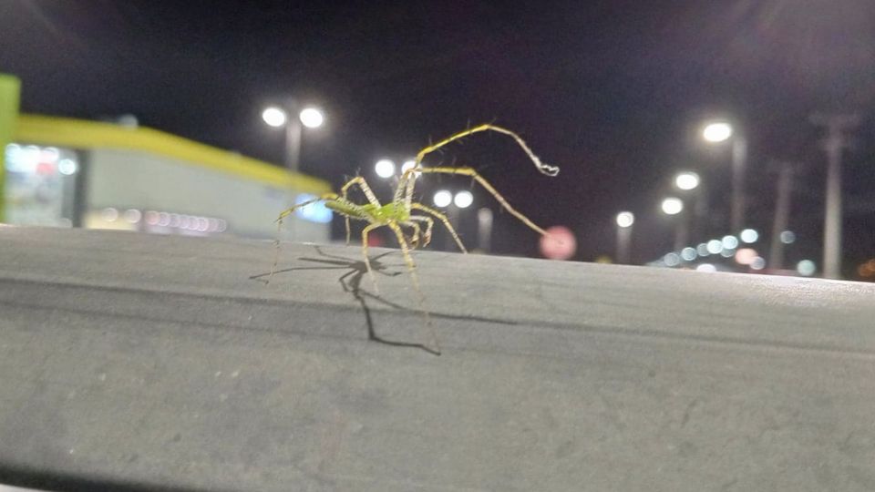 Araña captada en el estacionamiento de una tienda en Nuevo Laredo