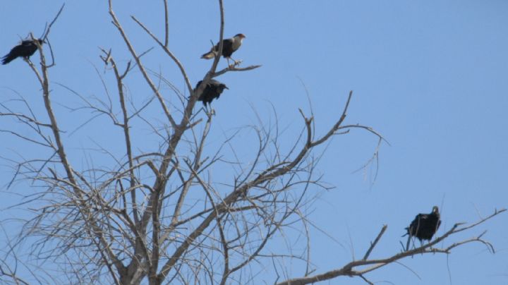Aves de rapiña: animales majestuosos bendecidos por la sequía