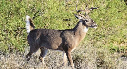 Inició temporada de cacería del venado cola blanca en Tamaulipas