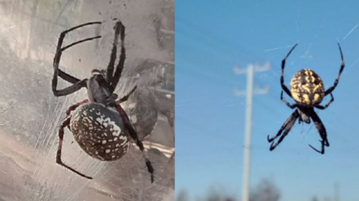 Más arañas tenebrosas causan pánico en Nuevo Laredo | FOTOS y VIDEOS