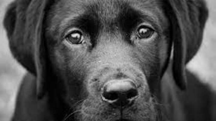 Niñas amarran a perro y lo abandonan a su suerte; ahora busca hogar | VIDEO