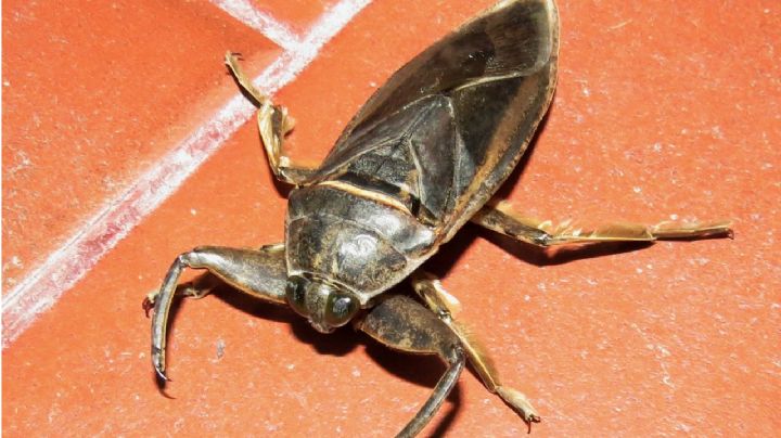 Chinche gigante de agua: el extraño insecto que habita en el Río Bravo