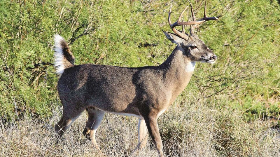 Los ejemplares de venado cola blanca de la región son famosos a nivel mundial.