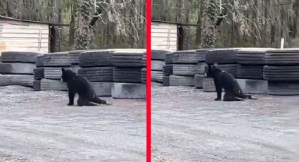 Disparan a osito de 6 meses de edad en Nuevo León | VIDEO