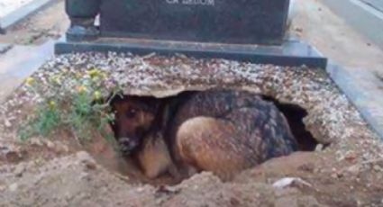 Un perrito muestra su fidelidad a su amo, hasta en su tumba | VIDEO