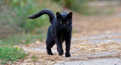 Cárcel para quienes sacrifiquen animales en temporada de Día de muertos en Tamaulipas