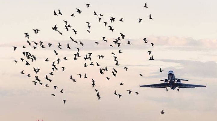 ¡Aterrador! Motor de avión se incendia tras choque con ave | VIDEO