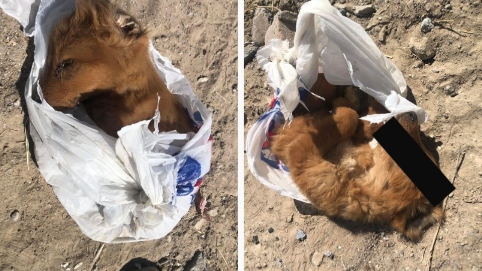 Los habitantes piden justicia por el cachorro, el cual supuestamente fue agredido por los menores de edad