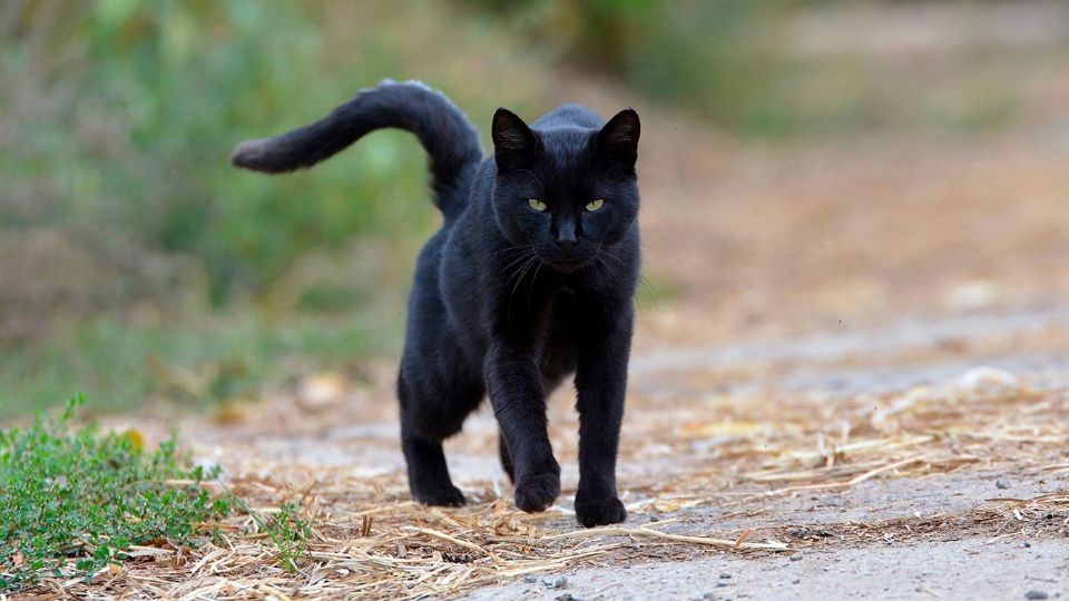 Los gatos negros, gallos, gallinas y demás animales domésticos son afectados durante estas fechas en supuestos rituales