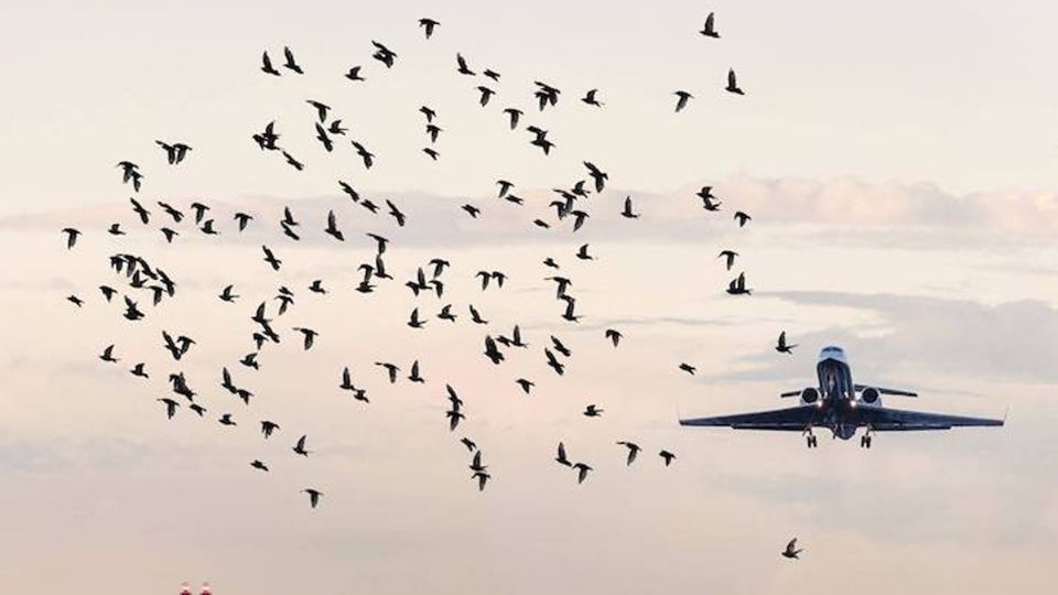 Un ave chocó contra el avión provocando un incendio