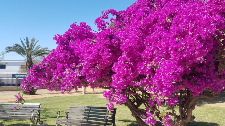 Bugambilia una planta de sol que adora el clima de Nuevo Laredo