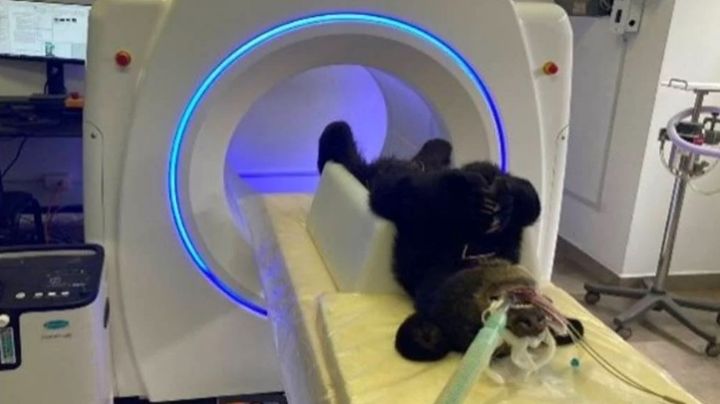 Herido de bala, trasladan a osito negro a veterinaria de Monterrey; no camina