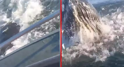 ¡Por poco! Ballena jorobada salta cerca de pescadores | VIDEO