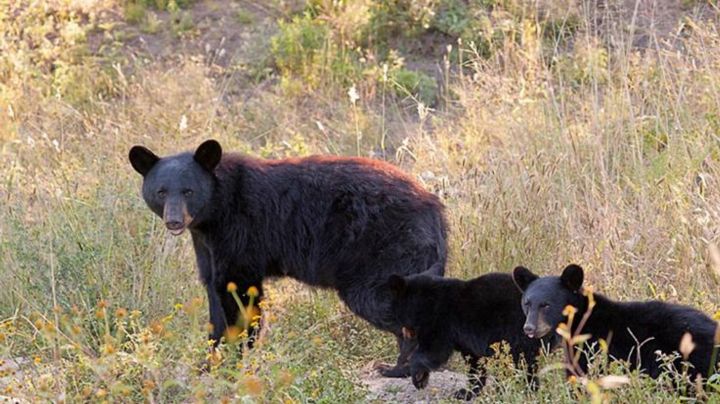 Atropellan a oso en carretera de Nuevo León | VIDEO